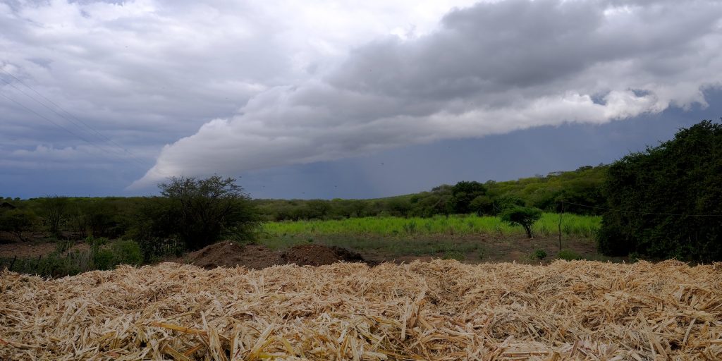Grande quantidade de bagaço da cana-de-açúcar no campo, matéria-prima para construção sustentável.